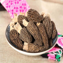 Tibet Origin Mushroom From China Morel Style In Bulk Sales Dried Morchella Esculenta Cultivation Supply